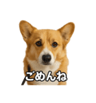 毎日つかえるコーギー（個別スタンプ：33）
