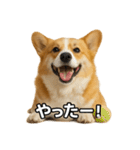 毎日つかえるコーギー（個別スタンプ：34）