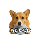 毎日つかえるコーギー（個別スタンプ：35）
