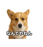 毎日つかえるコーギー（個別スタンプ：36）