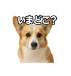 毎日つかえるコーギー（個別スタンプ：37）