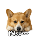 毎日つかえるコーギー（個別スタンプ：38）