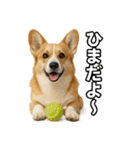 毎日つかえるコーギー（個別スタンプ：39）