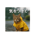 毎日セレブな猫スタンプ（個別スタンプ：12）