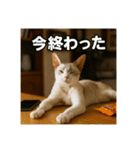 毎日セレブな猫スタンプ（個別スタンプ：15）