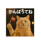 毎日セレブな猫スタンプ（個別スタンプ：19）