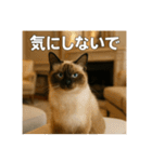 毎日セレブな猫スタンプ（個別スタンプ：20）