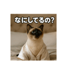 毎日セレブな猫スタンプ（個別スタンプ：21）