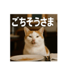 毎日セレブな猫スタンプ（個別スタンプ：31）