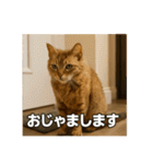毎日セレブな猫スタンプ（個別スタンプ：37）