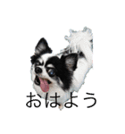 シニア犬マロン君のスタンプ（個別スタンプ：1）