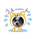 シニア犬マロン君のスタンプ（個別スタンプ：2）