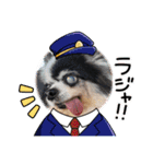 シニア犬マロン君のスタンプ（個別スタンプ：3）