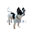 シニア犬マロン君のスタンプ（個別スタンプ：4）