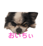 シニア犬マロン君のスタンプ（個別スタンプ：5）