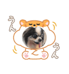 シニア犬マロン君のスタンプ（個別スタンプ：6）