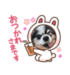 シニア犬マロン君のスタンプ（個別スタンプ：7）