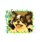 シニア犬マロン君のスタンプ（個別スタンプ：8）