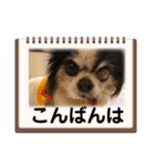 シニア犬マロン君のスタンプ（個別スタンプ：11）