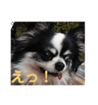 シニア犬マロン君のスタンプ（個別スタンプ：12）