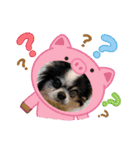 シニア犬マロン君のスタンプ（個別スタンプ：14）