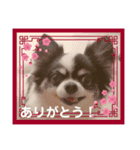 シニア犬マロン君のスタンプ（個別スタンプ：16）