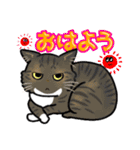 日常使い♡可愛い猫スタンプ【ろくちゃん】（個別スタンプ：1）