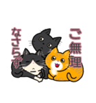 日常使い♡可愛い猫スタンプ【ろくちゃん】（個別スタンプ：13）