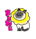 日常使い♡可愛い猫スタンプ【ろくちゃん】（個別スタンプ：15）