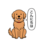 ゴールデンレトリバー (ダークゴールド)（個別スタンプ：1）