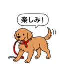 ゴールデンレトリバー (ダークゴールド)（個別スタンプ：7）