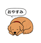 ゴールデンレトリバー (ダークゴールド)（個別スタンプ：10）