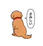 ゴールデンレトリバー (ダークゴールド)（個別スタンプ：11）