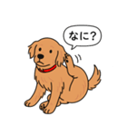 ゴールデンレトリバー (ダークゴールド)（個別スタンプ：15）