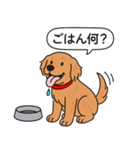 ゴールデンレトリバー (ダークゴールド)（個別スタンプ：16）