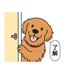 ゴールデンレトリバー (ダークゴールド)（個別スタンプ：19）