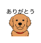 ゴールデンレトリバー (ダークゴールド)（個別スタンプ：21）