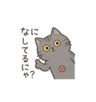 サバニャンの日常スタンプ（個別スタンプ：24）