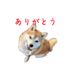 ピノ吉とお姉様2（個別スタンプ：1）