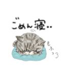 ふわふわなcats（個別スタンプ：1）