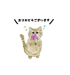 ふわふわなcats（個別スタンプ：4）