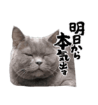 アッシュさん気遣いと日常で使えるスタンプ（個別スタンプ：11）