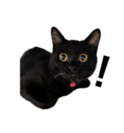 黒猫のけんちゃん（個別スタンプ：1）