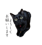 黒猫のけんちゃん（個別スタンプ：6）