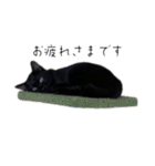 黒猫のけんちゃん（個別スタンプ：7）