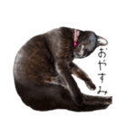 黒猫のけんちゃん（個別スタンプ：8）