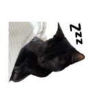 黒猫のけんちゃん（個別スタンプ：9）