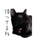 黒猫のけんちゃん（個別スタンプ：10）