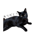 黒猫のけんちゃん（個別スタンプ：11）