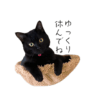 黒猫のけんちゃん（個別スタンプ：12）